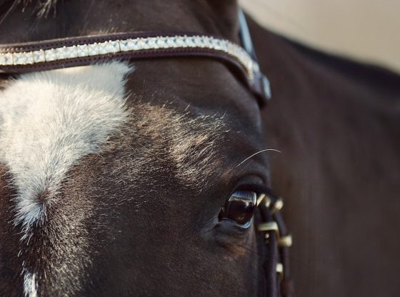 Paardenuitrusting